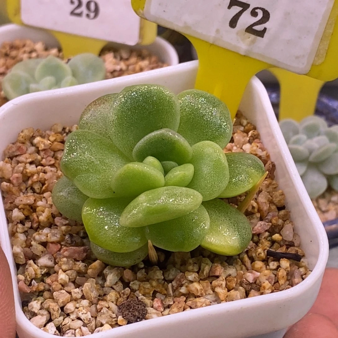 172冰玉锦单头福利