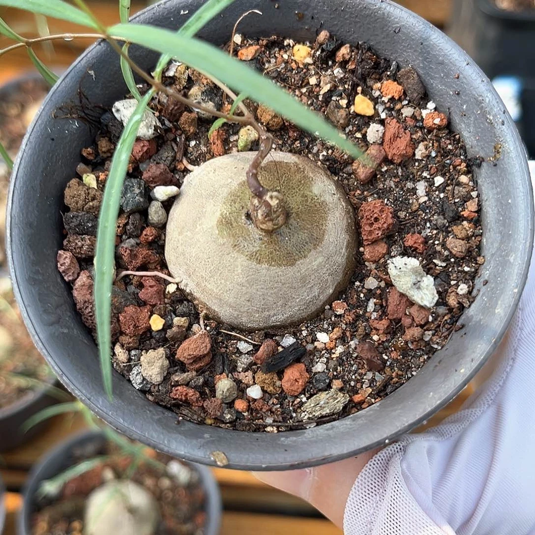 S***N潮流植物润肺草，圆润