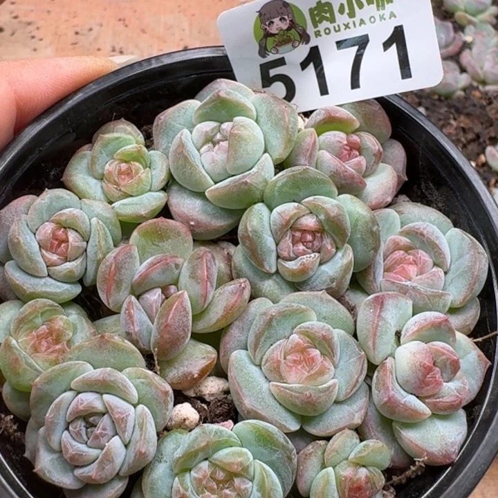 完全开放多肉植物多肉植物