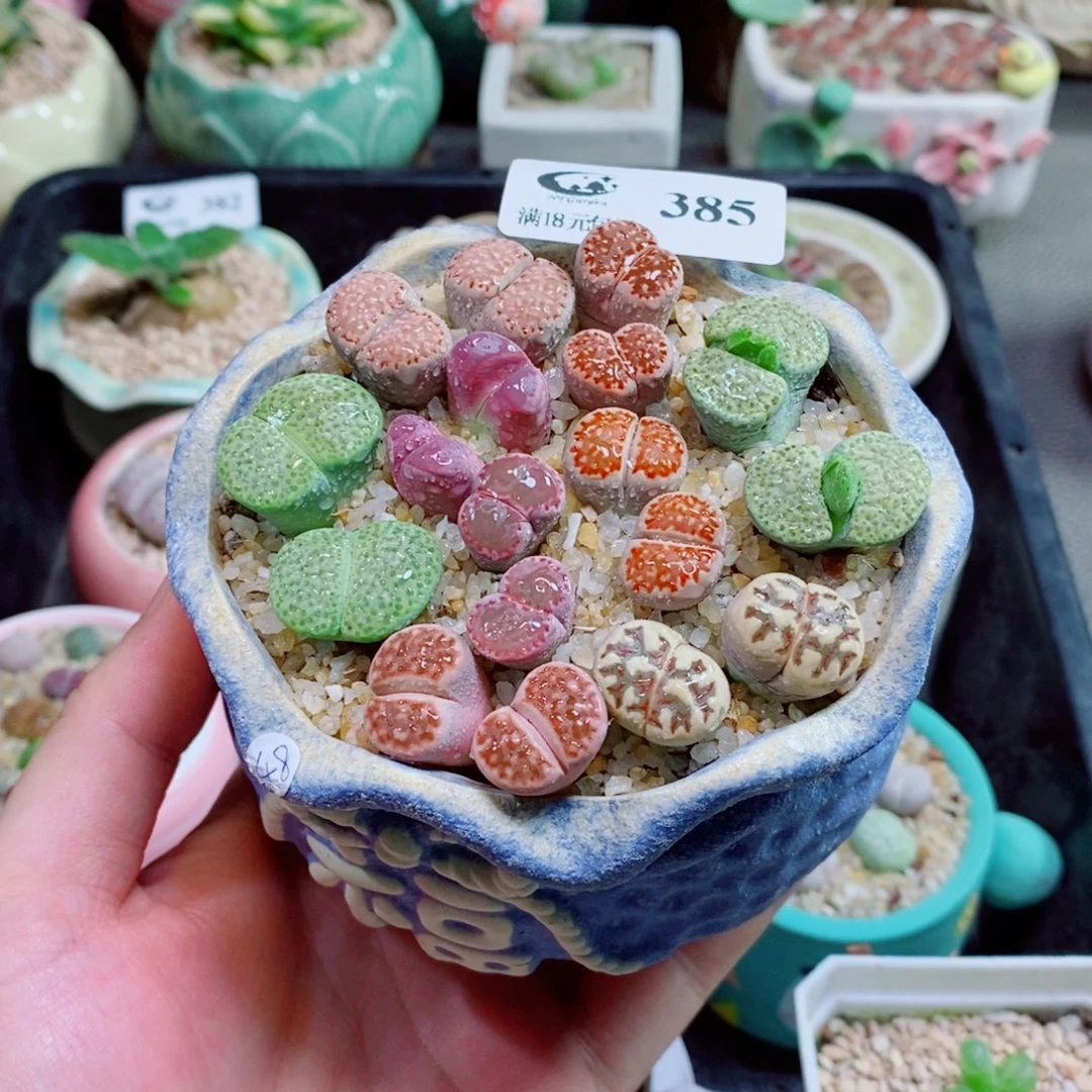 生石花花花花花花385