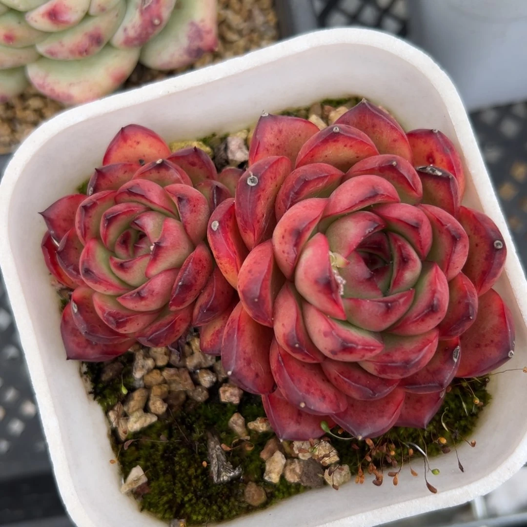 宝丽安娜精控多肉一物一拍