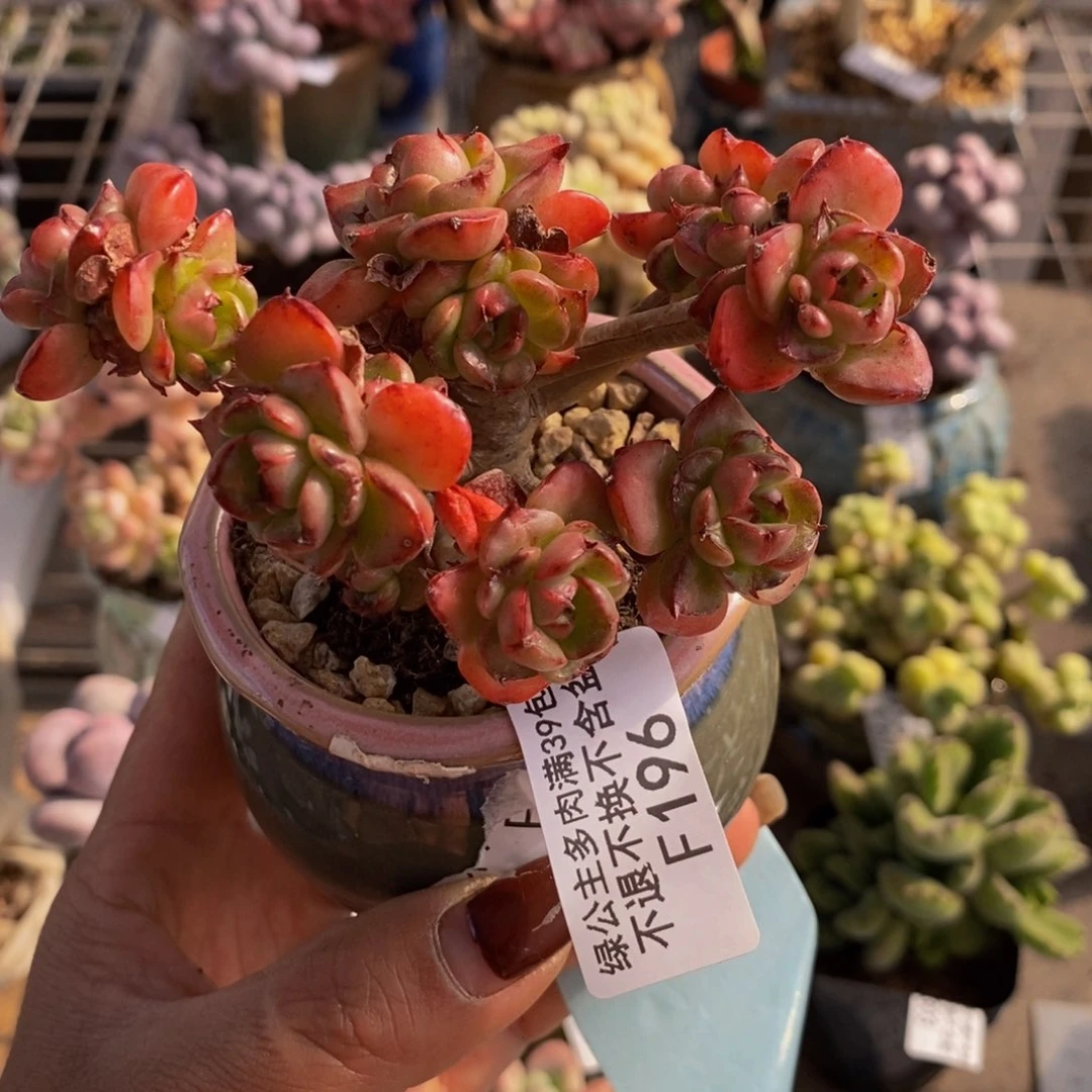 蜡牡丹196/8c m多肉