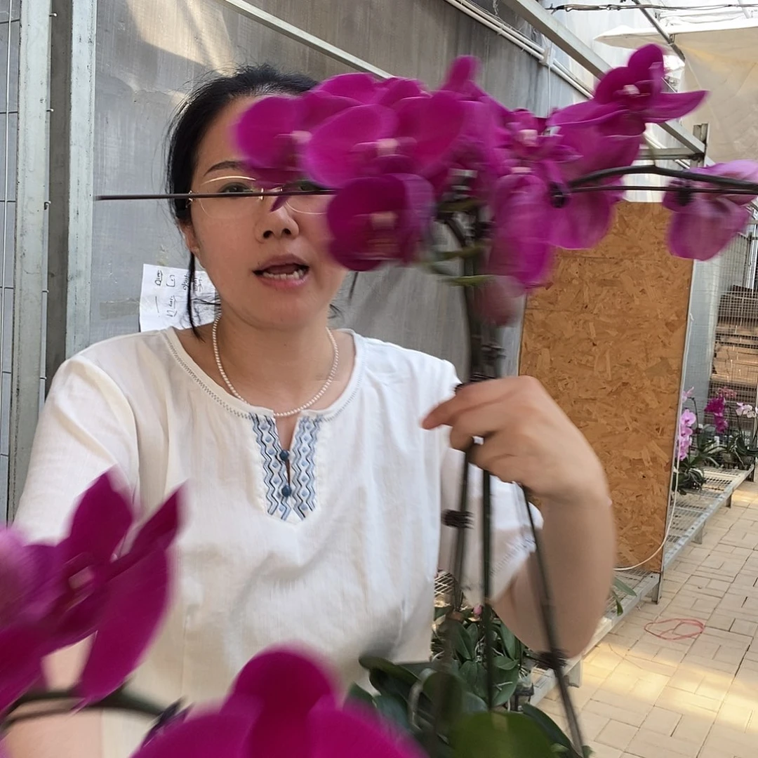 完全开放大辣椒1棵福利