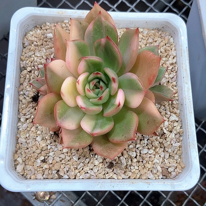 弗朗明戈花脸锦多肉