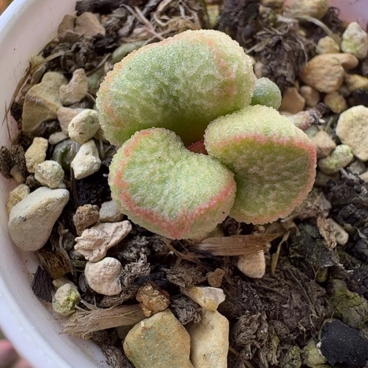 愛***屋我也不知道怎么办啊