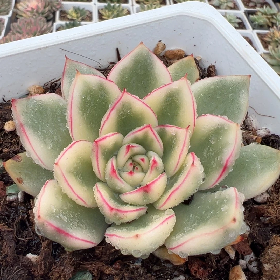 阿斯娜锦，覆轮锦多肉植物