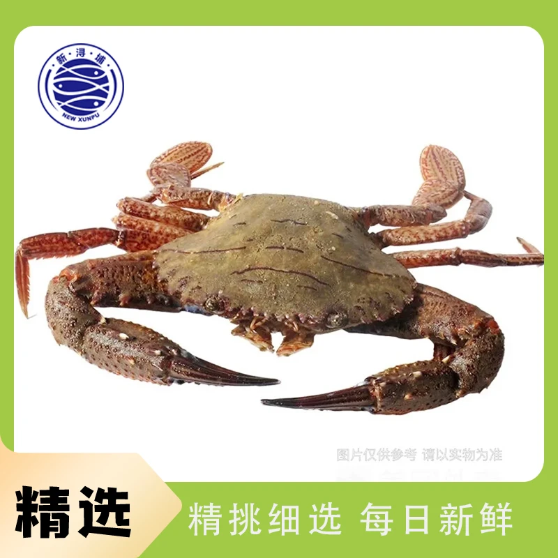 【活蟹打包】石蟹2只400-500g
