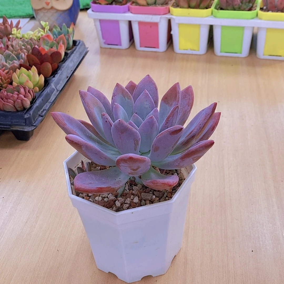 无花朵多肉植物奥普琳娜120