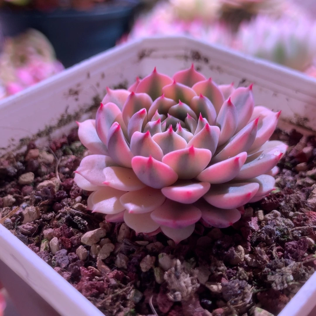 纸风车覆轮锦有根