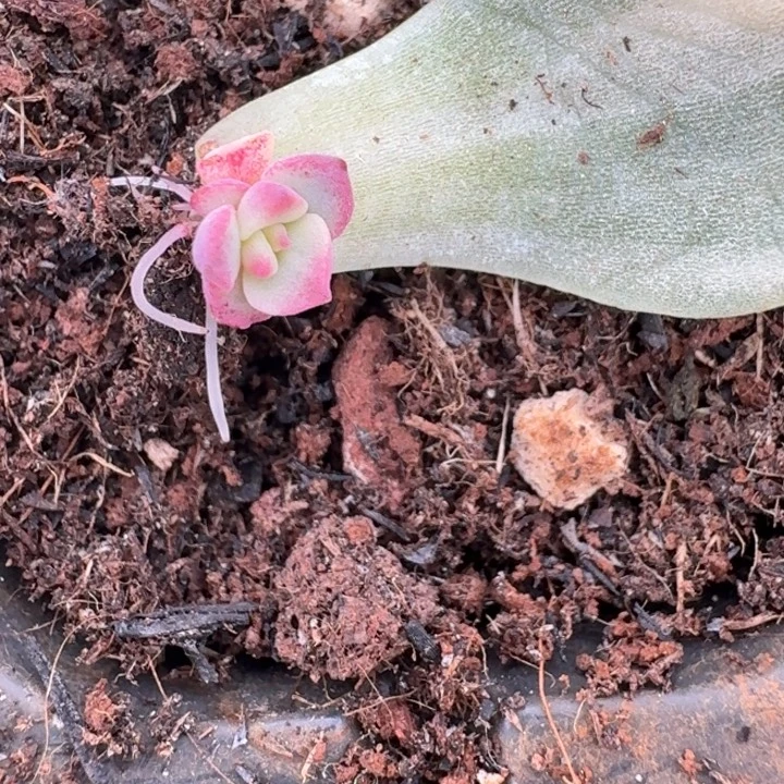 三文鱼覆轮一物一拍