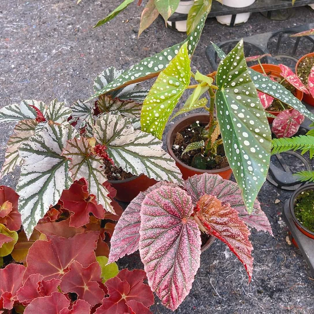 完全开放白冰，莫里斯。海威