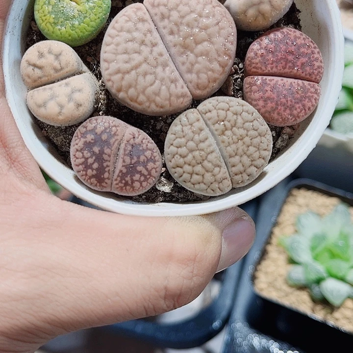 母本屁屁花精品屁屁花