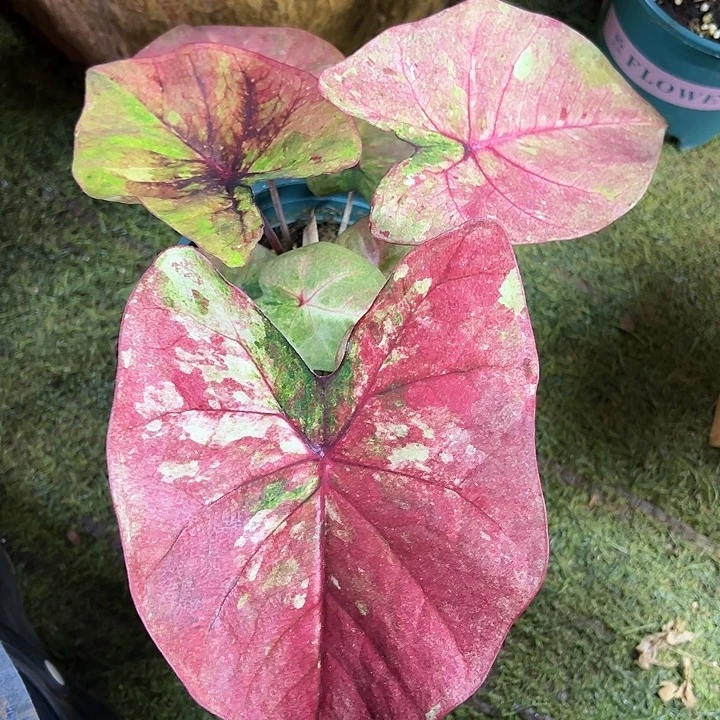 无花朵大球水墨画33