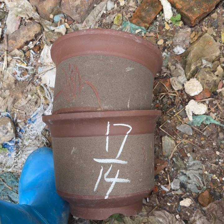 花盆紫砂紫砂的花