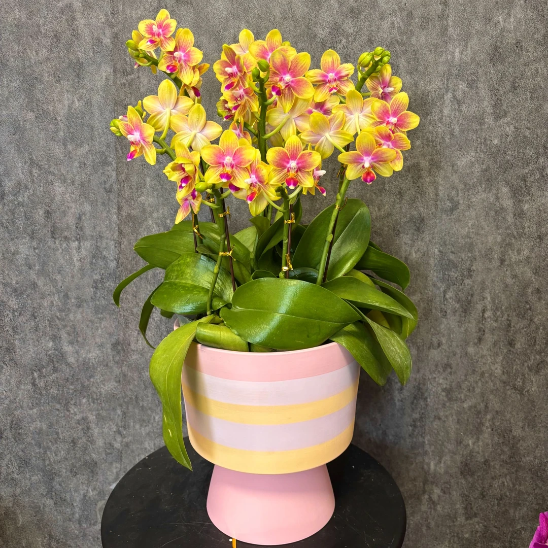 【金树二代-蝴蝶兰】年宵花 高端鲜花  易养花期长 送礼 家居摆件