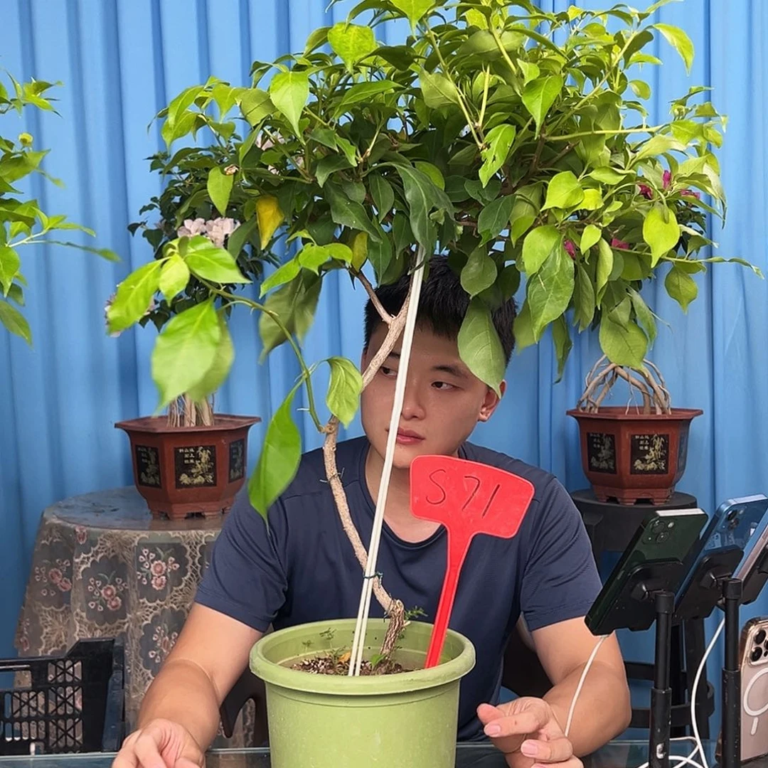 梦***阿当前无花栽培后可以开花S71金夫人