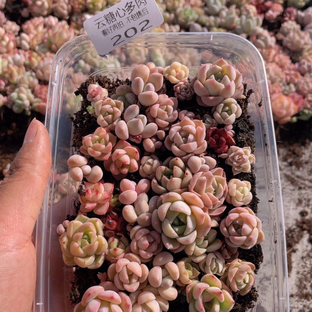 云糖心多肉植物202