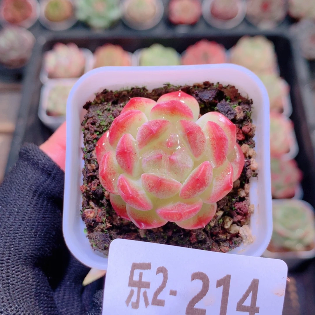 乐然2-214 新品单头
