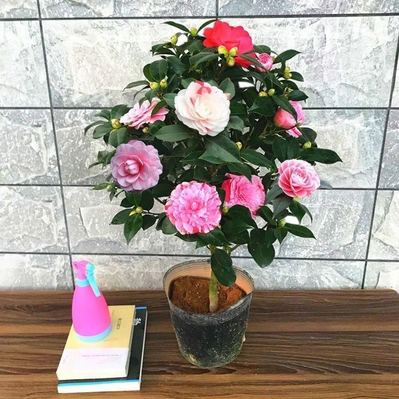 山茶花树苗五色赤丹盆栽花卉绿植物玫瑰花好养四季种开花