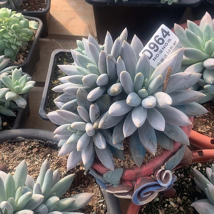 瘦体哥特964 亏本处理玻璃心勿扰7-8天发货