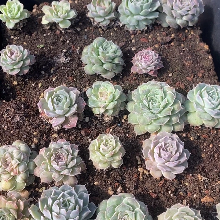 94 多肉植物盆栽花卉