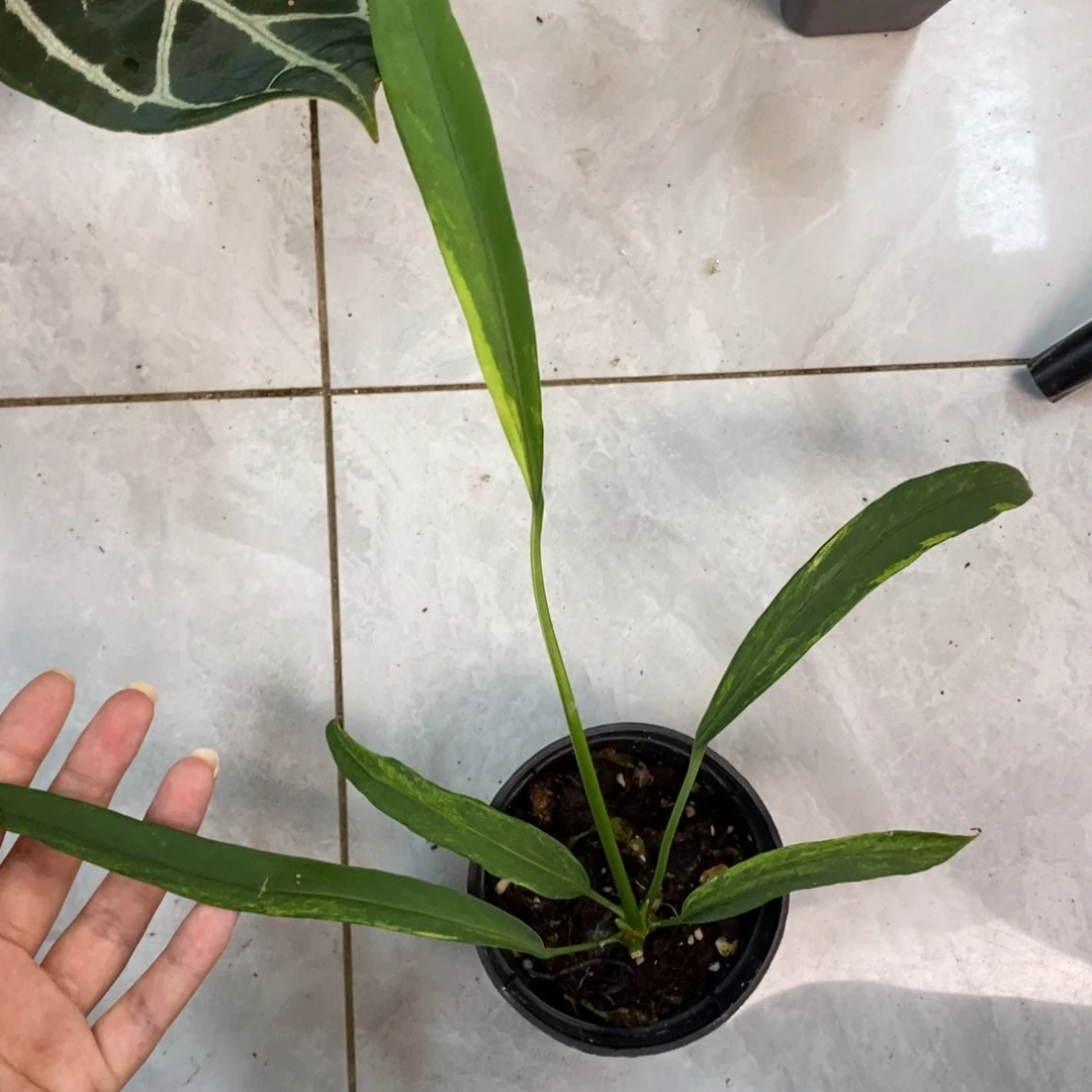 不开花植物维塔领带锦