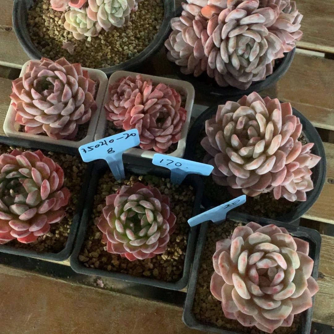 辣**花350210-20冰玉橙子3冰魄2宝可梦2