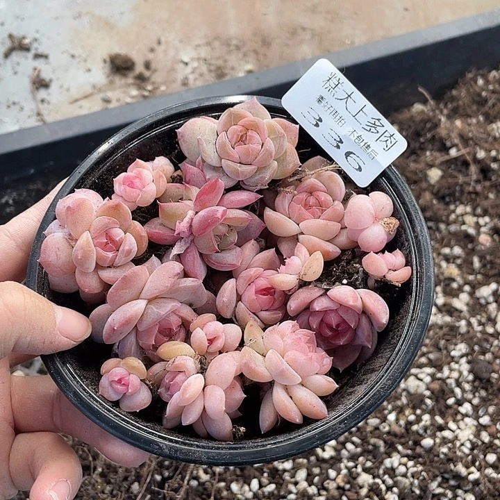 糕大上多肉植物336