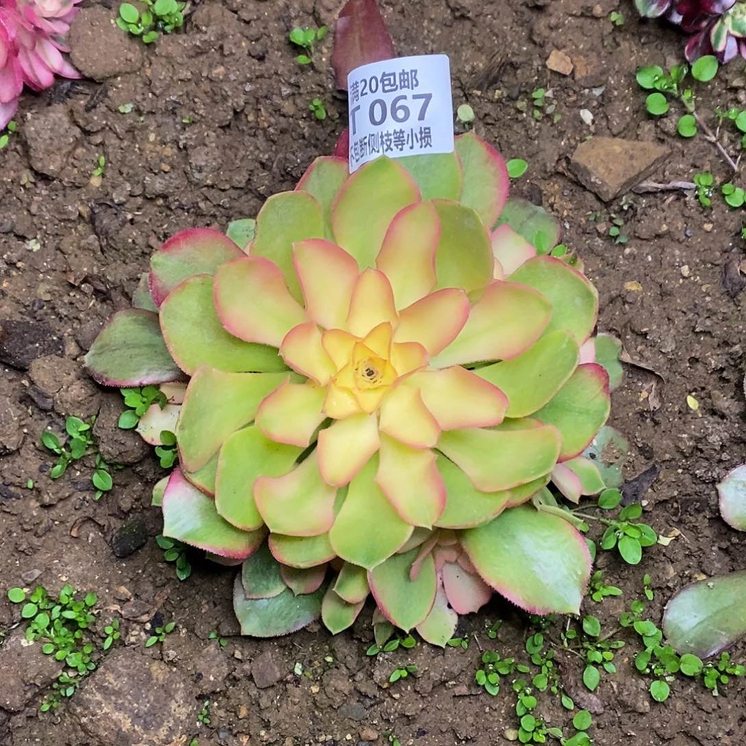 067红牡丹多肉法师锦