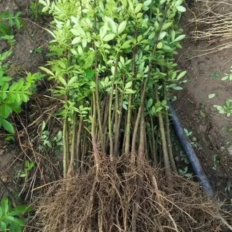 阳光果园:优质花椒树苗盆栽地栽南北方种植