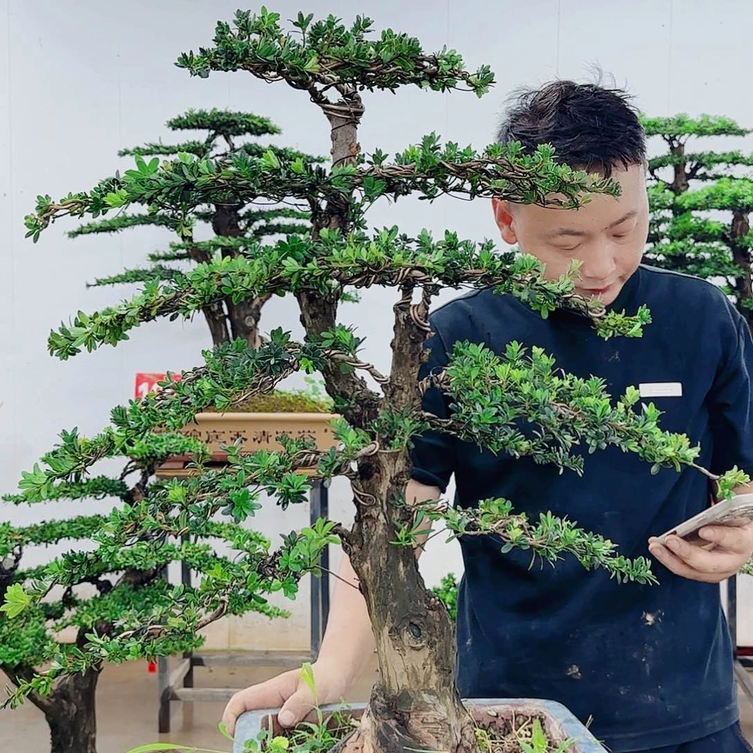 用***成无花朵盆景制作过程非常