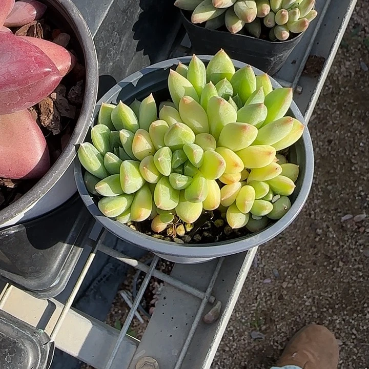 花***人青蛙王子儿童牙膏套装11