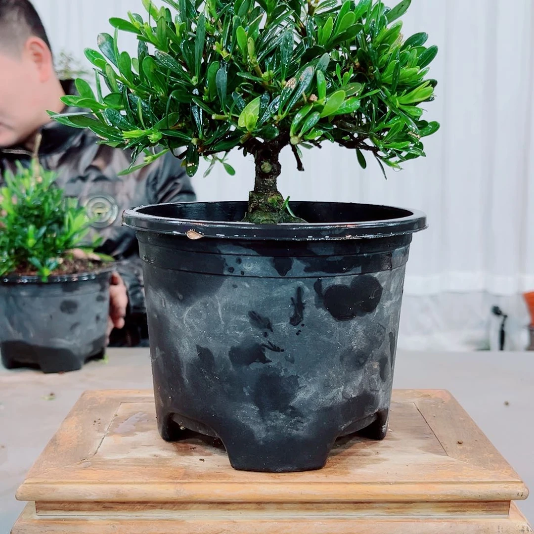 红陶小*天厚叶钝尾米叶