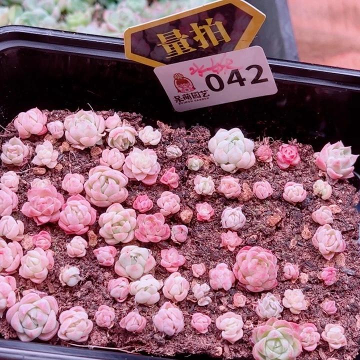 多肉植物多肉植物