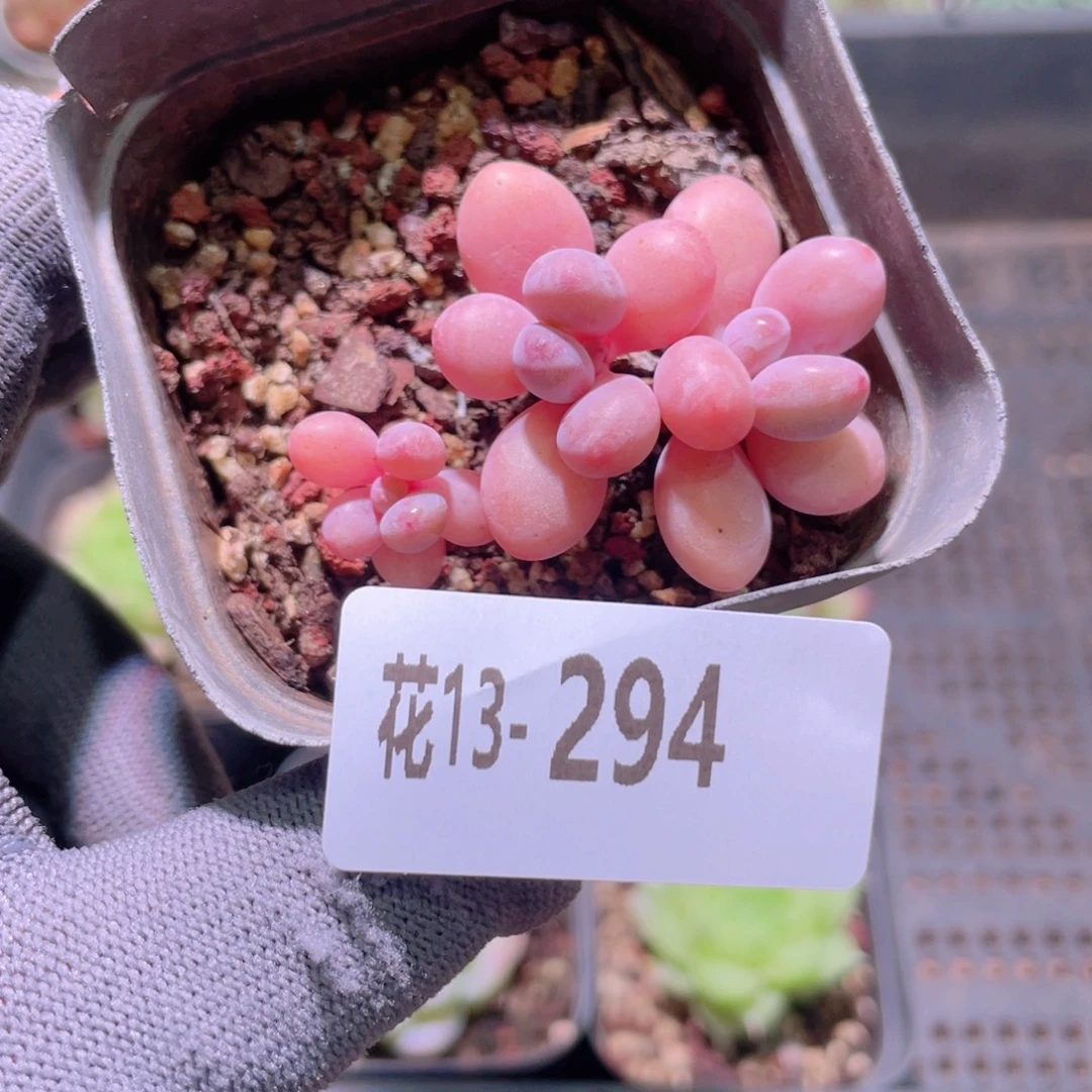 花利美13-294桃蛋