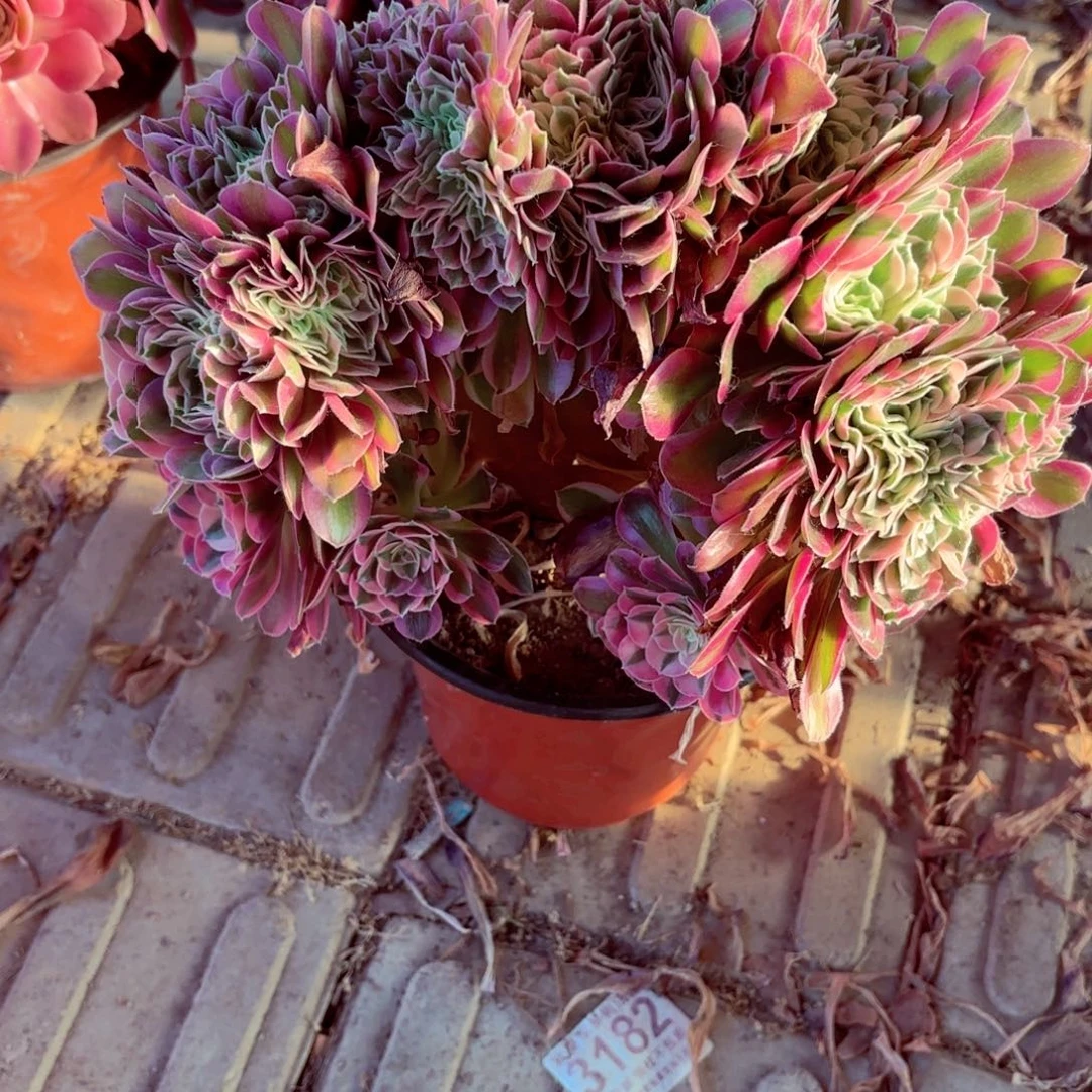 无花朵2棚法师3582女巫缀整板