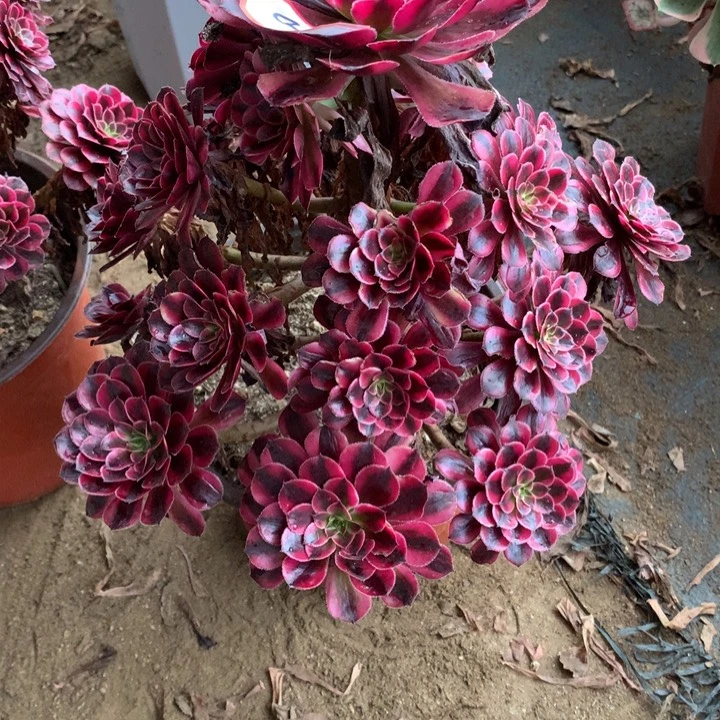 坏***姐不包损350号黑桐白老桩