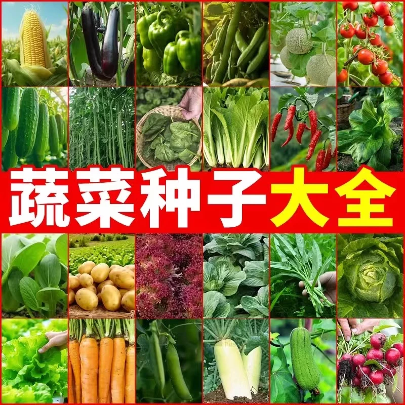 四季蔬菜种子大全适合室内外阳台庭院播种含香菜生菜等