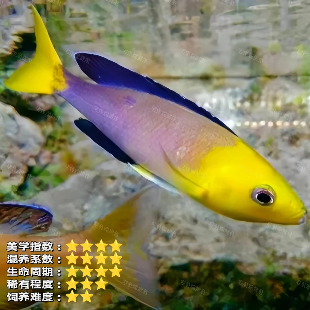 【宅鱼推荐】金头剑沙 糖果剑鲨 温顺三湖慈鲷鱼淡水观赏鱼热带鱼