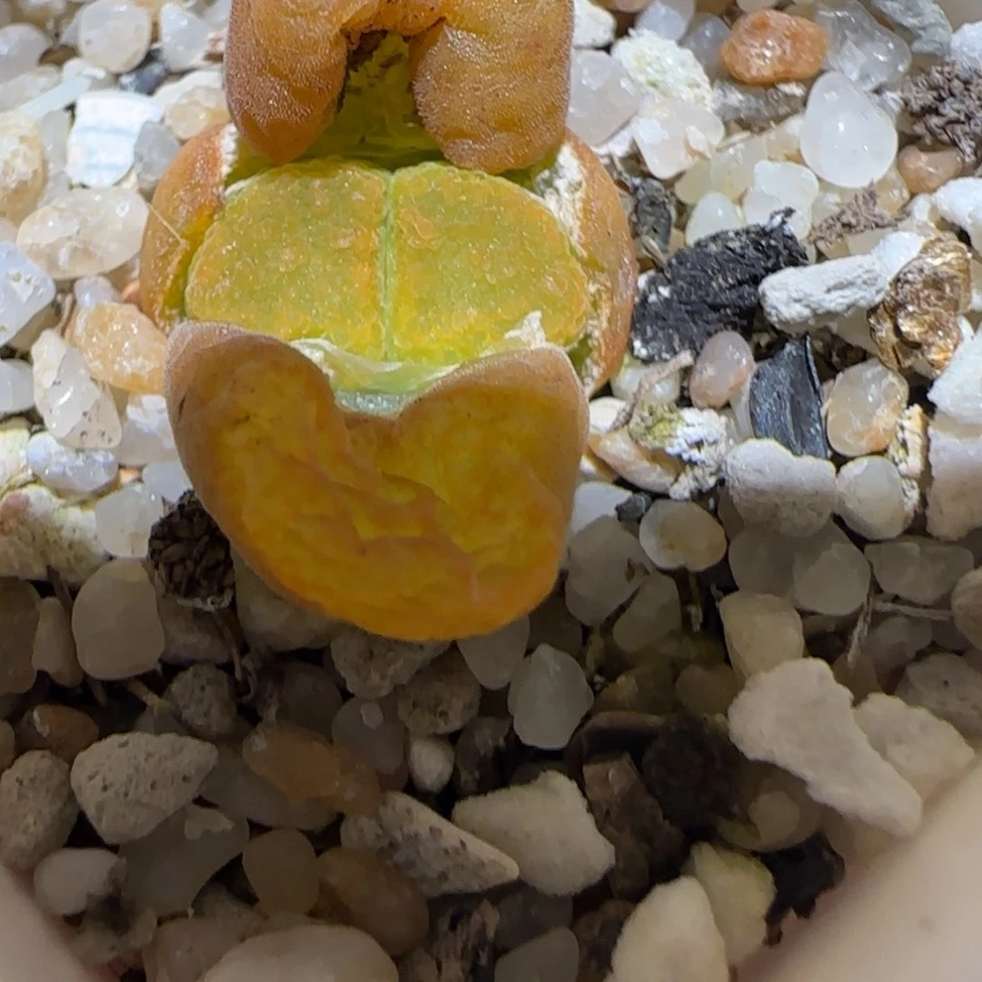 肉锥多肉植物百科-蛋糕1059