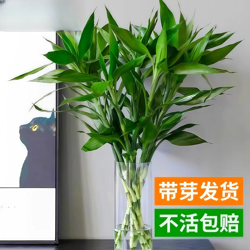 富贵竹水培植物客厅招财节节高观音竹大叶粗杆特粗带根水养绿竹