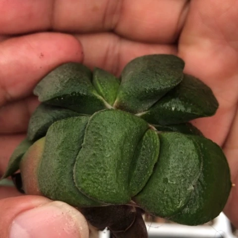 小型短厚叶双头蜗牛