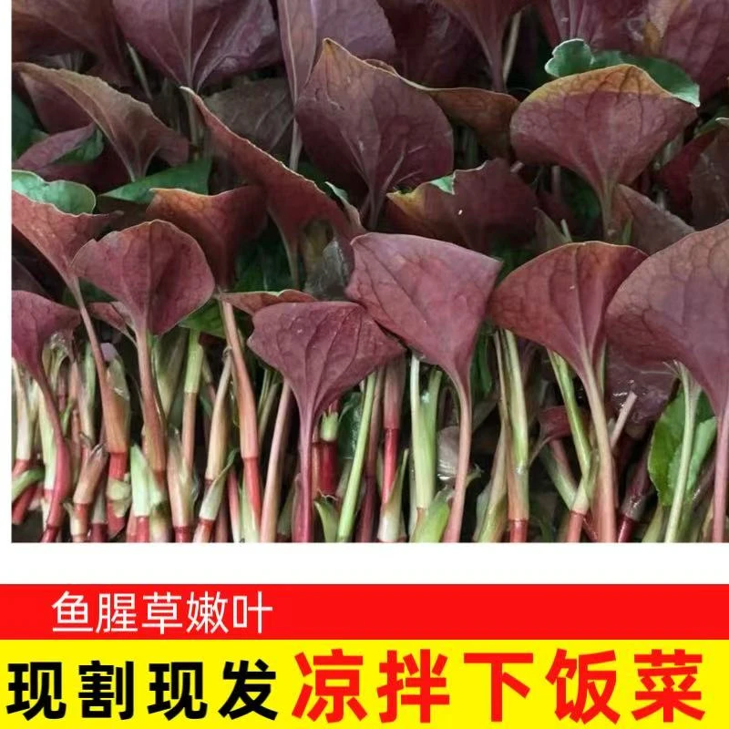 【折耳根嫩叶】四川折耳根嫩叶鱼腥草猪鼻孔凉拌清香