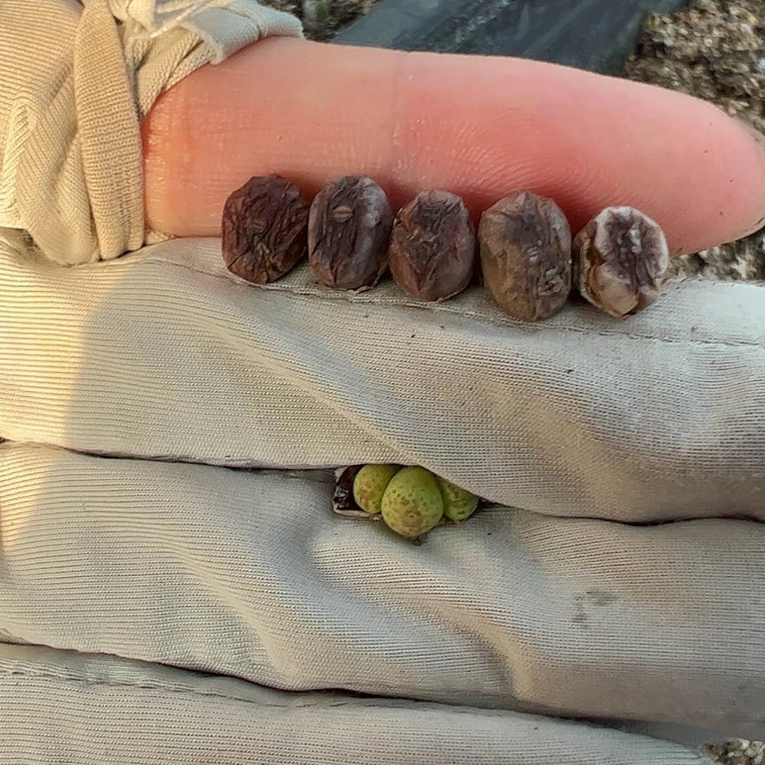 0000918量拍CR1343小黄瓜斑马5颗