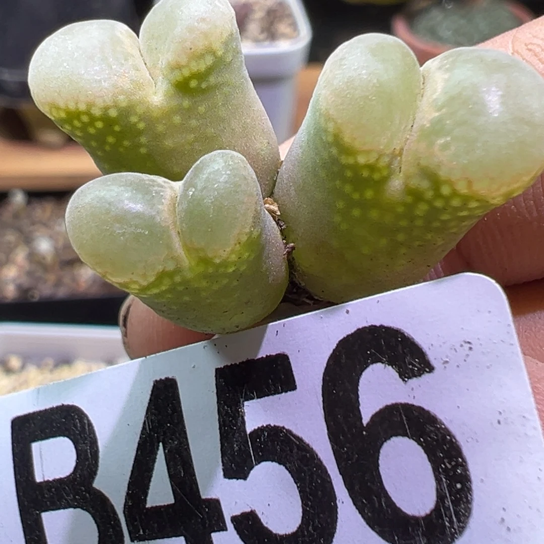 多肉植物1111111111