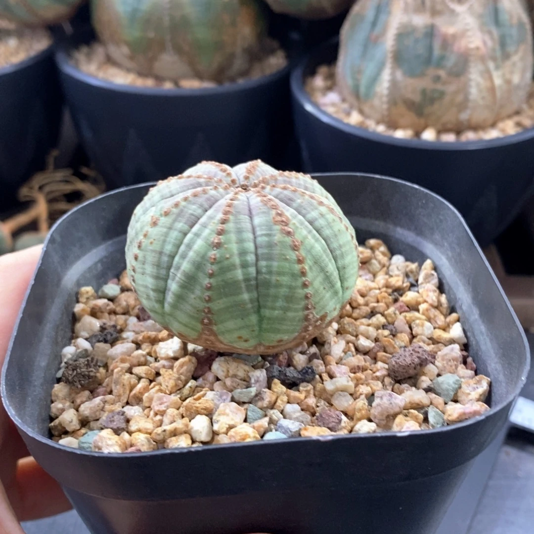 欧系实生布纹球一物一拍