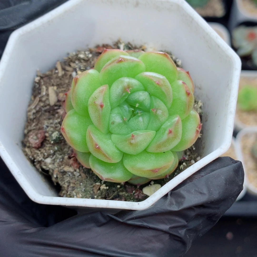58包邮  群生不包整露华117
