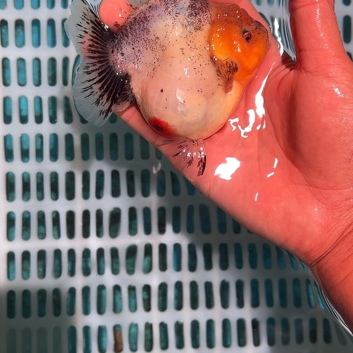 金鱼，测113456789