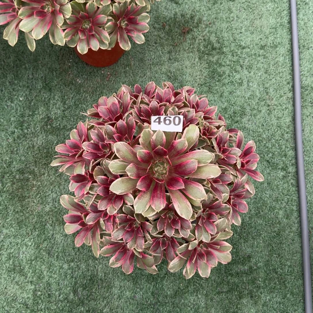 半*460！浣纱法师多肉植物