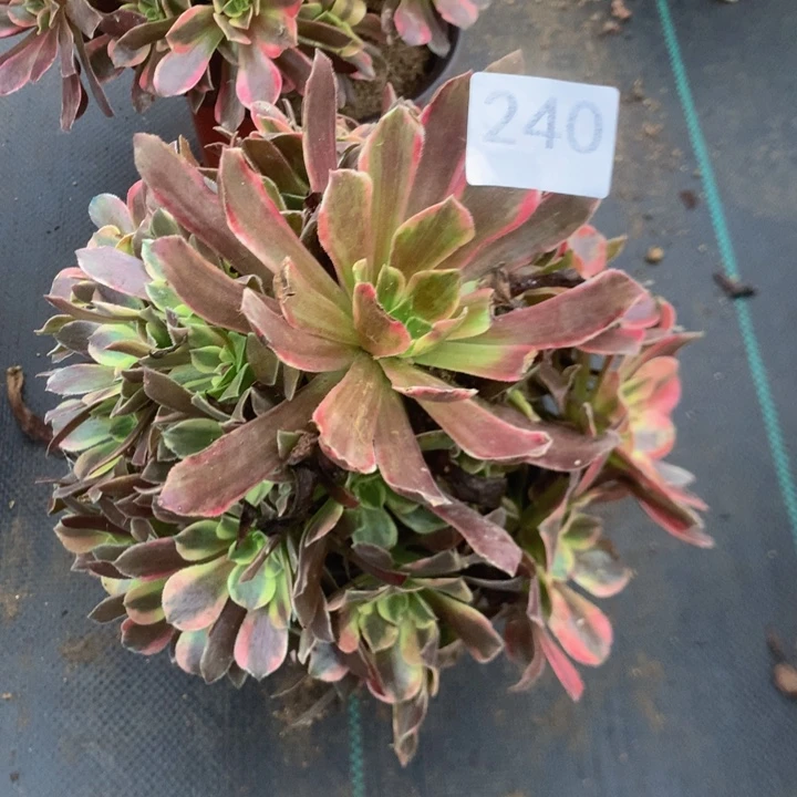 ****楠240蒙娜丽沙多肉植物